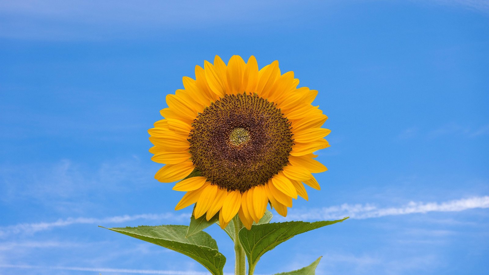 Image of sunflower